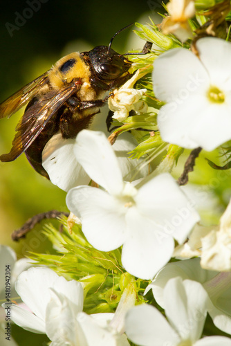 Female carpenter bee on white Phlox flower in Manchester, Connecticut.
