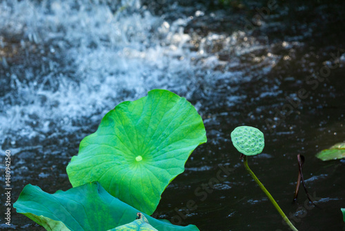 Leaves and seed pod of lotus plant in Manchester, Connecticut.