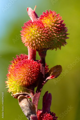 Spiny red seed pods of canna lily in Manchester, Connecticut.