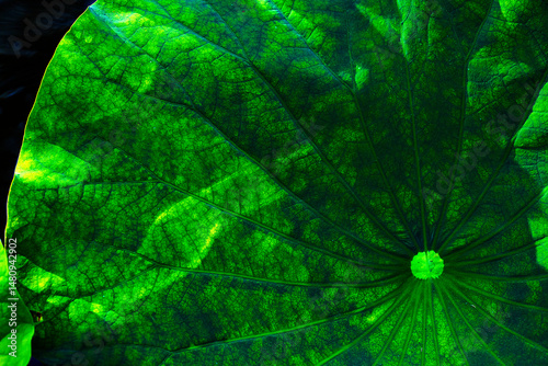 Enhanced, dark green lotus leaf in Manchester, Connecticut.