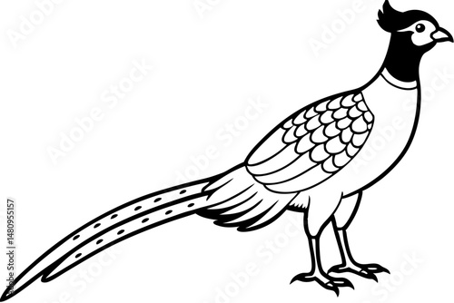 pheasant silhouette line art vector illustration with a white background