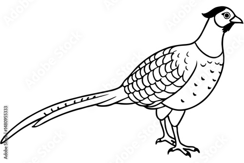 pheasant silhouette line art vector illustration with a white background