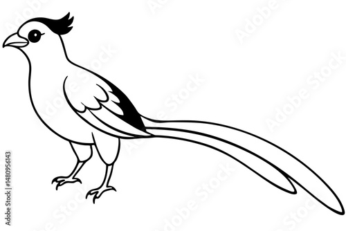 quetzal silhouette line art vector illustration with a white background