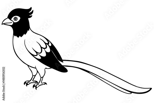 quetzal silhouette line art vector illustration with a white background