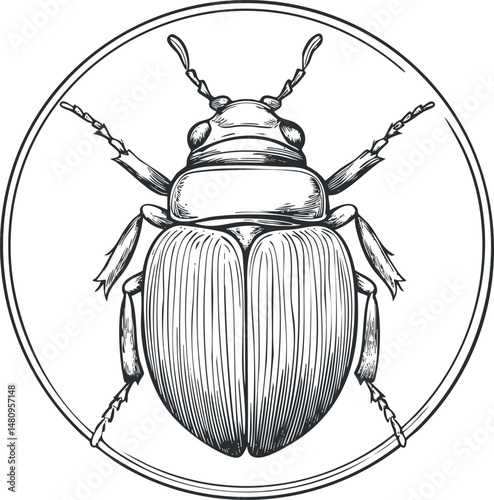 Detailed black and white line drawing of a beetle insect in a circular frame with clear anatomical features.
