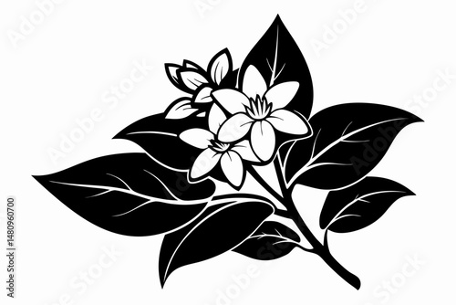 jasmine silhouette line art vector illustration with a white background