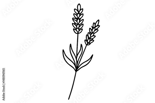 lavender silhouette line art vector illustration with a white background