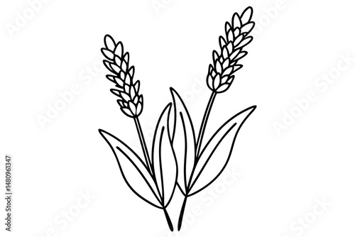 lavender silhouette line art vector illustration with a white background