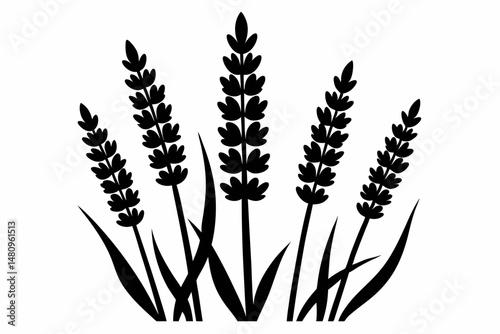 lavender silhouette line art vector illustration with a white background