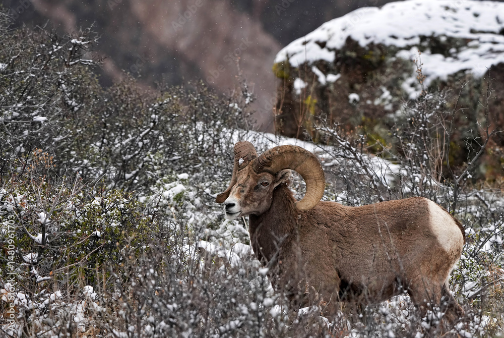 Naklejka premium Bighorn Ram - Colorado