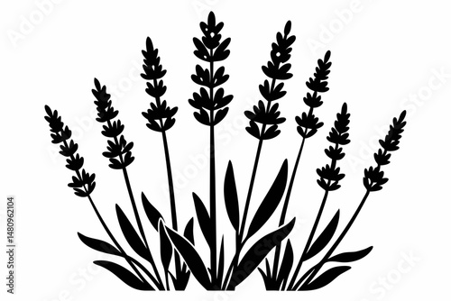 lavender silhouette line art vector illustration with a white background