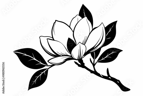 magnolia silhouette line art vector illustration with a white background