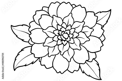 marigold silhouette line art vector illustration with a white background