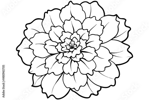 marigold silhouette line art vector illustration with a white background