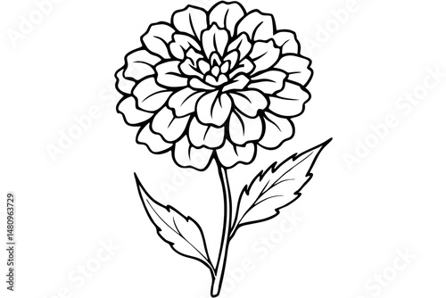marigold silhouette line art vector illustration with a white background