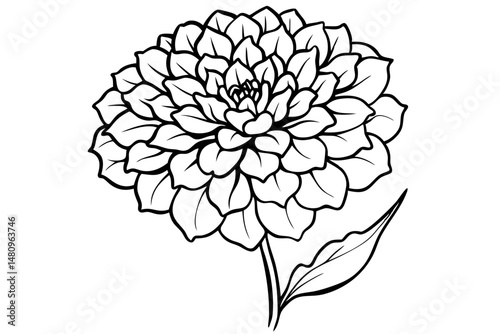 marigold silhouette line art vector illustration with a white background