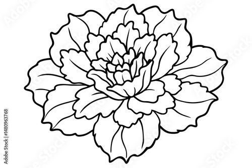 marigold silhouette line art vector illustration with a white background