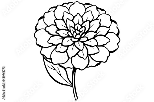 marigold silhouette line art vector illustration with a white background
