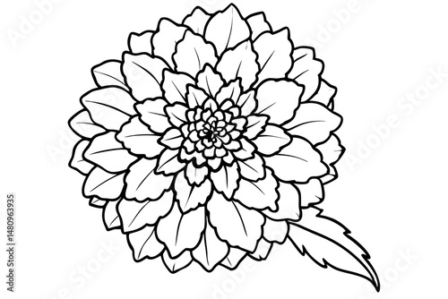 marigold silhouette line art vector illustration with a white background