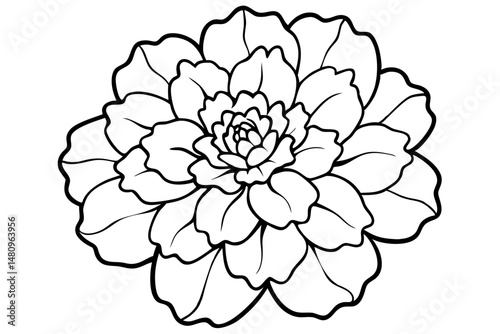marigold silhouette line art vector illustration with a white background