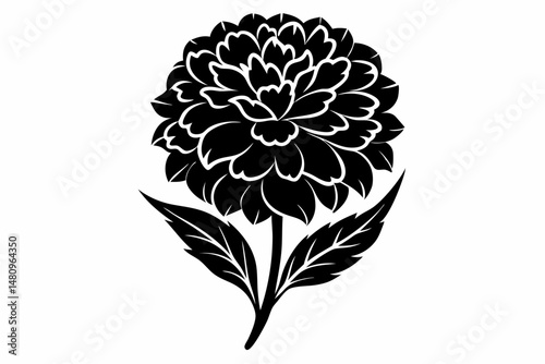 marigold silhouette line art vector illustration with a white background