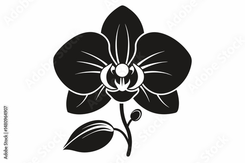 orchid silhouette line art vector illustration with a white background