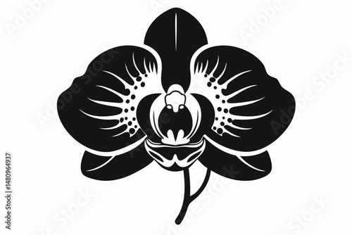 orchid silhouette line art vector illustration with a white background