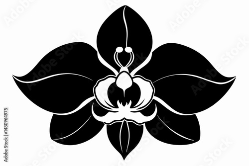 orchid silhouette line art vector illustration with a white background