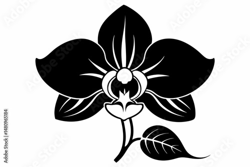 orchid silhouette line art vector illustration with a white background