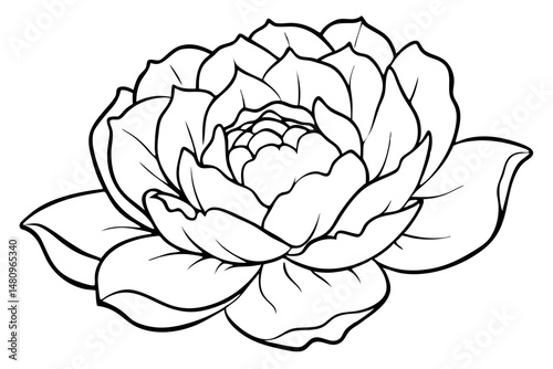 peony silhouette line art vector illustration with a white background