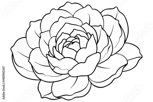 peony silhouette line art vector illustration with a white background