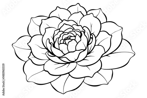 peony silhouette line art vector illustration with a white background