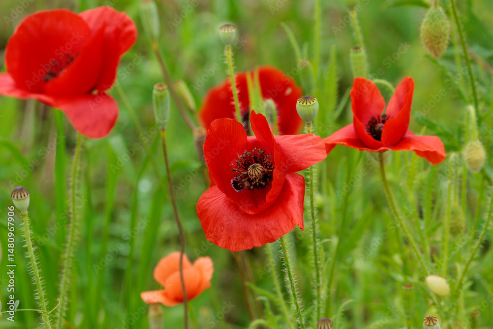 Obraz premium 赤いポピーの花