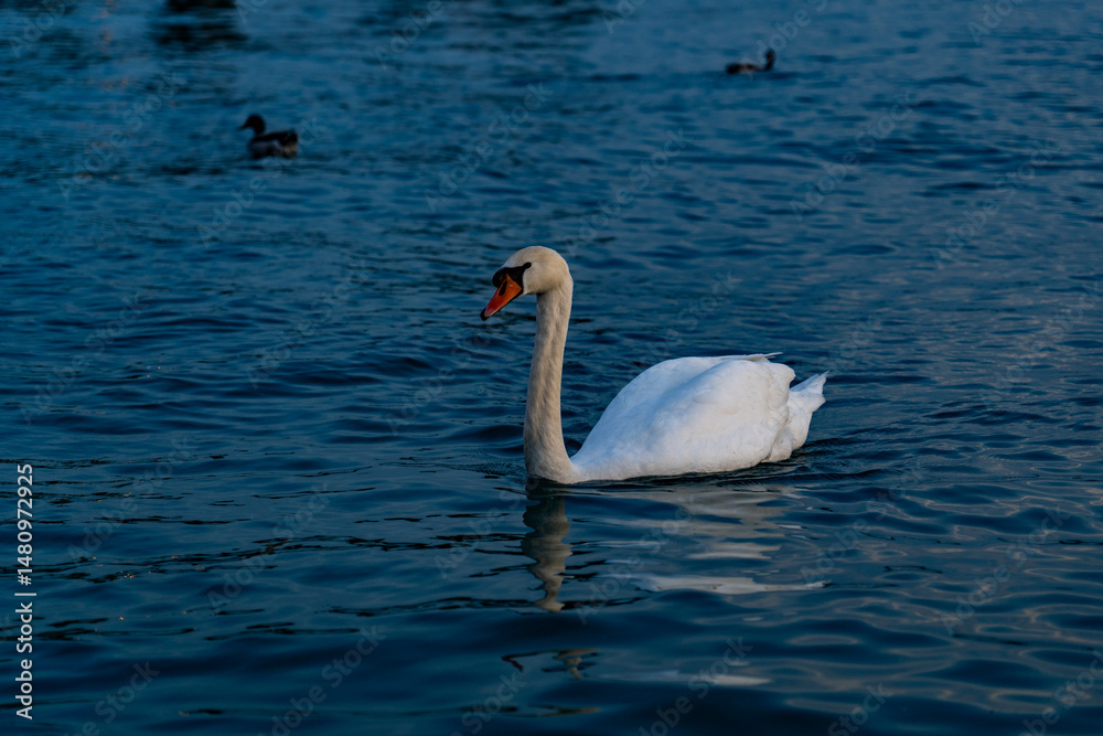 Fototapeta premium Graceful Swan at Sunset on Lake Garda