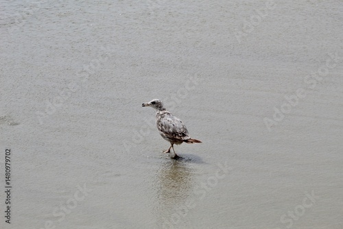 American Herring Gull Western Gull walking in ocean wet sand in torrey pines San Diego California photo