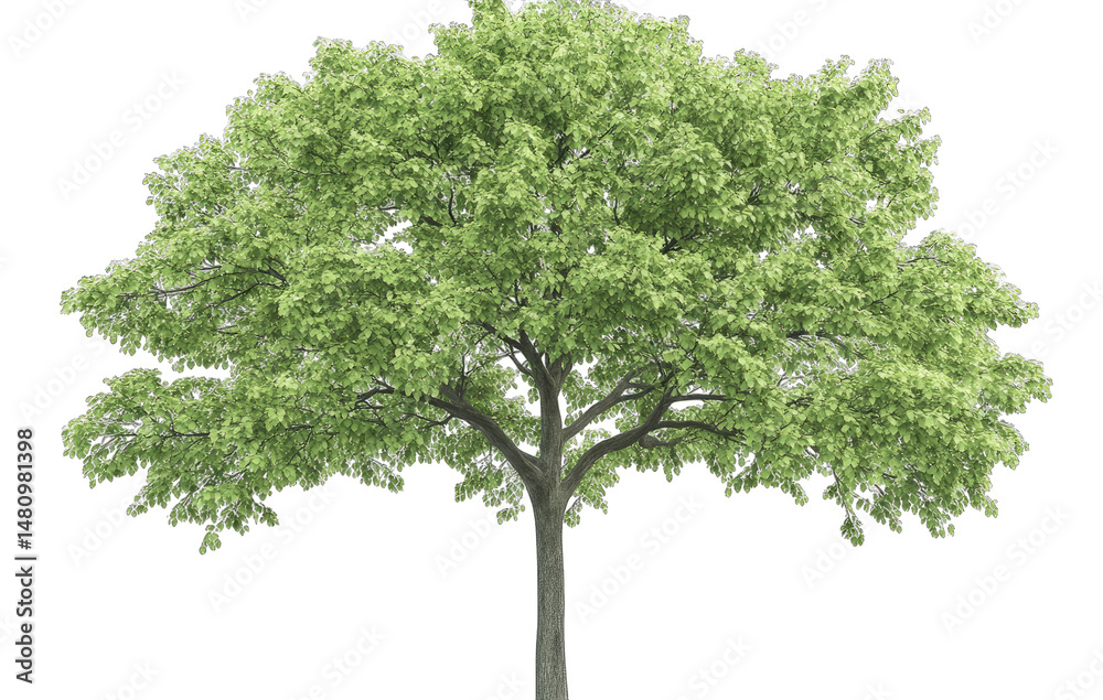 Fototapeta premium A Lush Green Tree With A Full Canopy Of Leaves Isolated On A Transparent Background