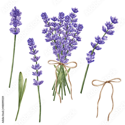 Fototapeta Naklejka Na Ścianę i Meble -   Set of watercolor illustrations of lavender sprigs, a bouquet, a single flower, and a twine bow on a white background. For illustrations of summer, flowers, aromatherapy, cosmetics, design.