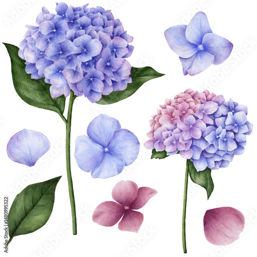 Fototapeta Naklejka Na Ścianę i Meble -   Watercolor illustration with blue and pink hydrangea flowers and green leaves on a white background. For illustrations of flowers, floristry, greeting card design, wedding invitations.