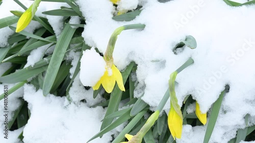 Late spring snow blankets blooming narcissus flowers. Snow covers blooming narcissus flowers in a surprising late spring frost, highlighting nature's contrasts and beauty