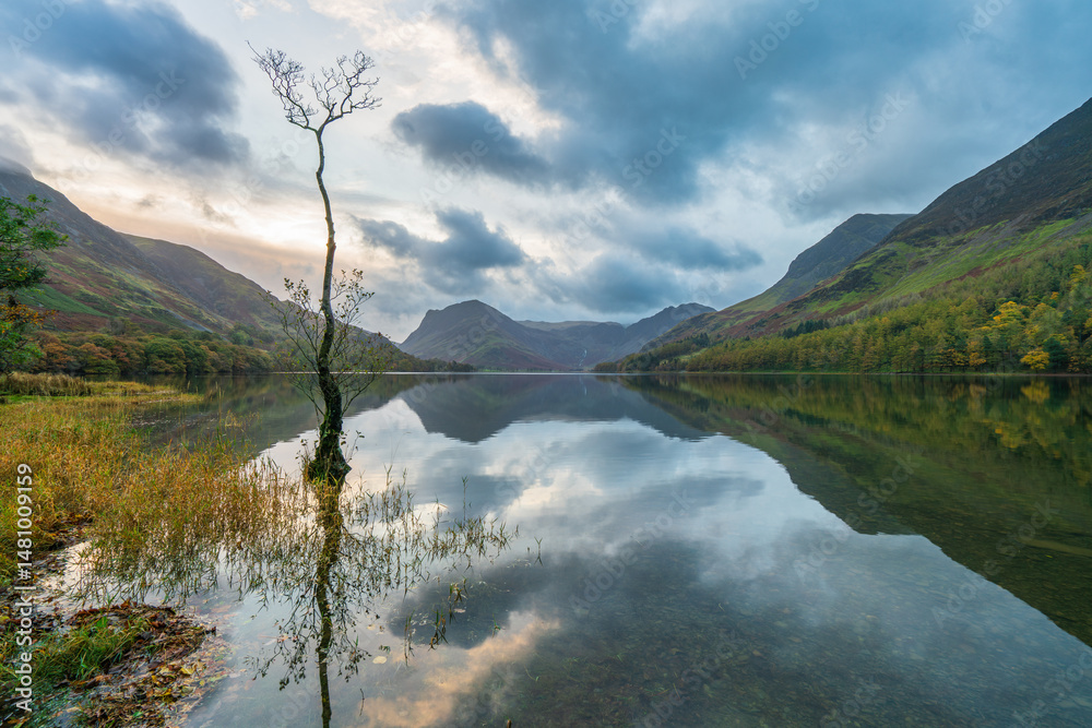 Lone tree of Buttermere lake in the Lake District. Cumbria. UK