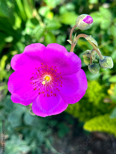 Beautiful calandrinia rock purslane flower