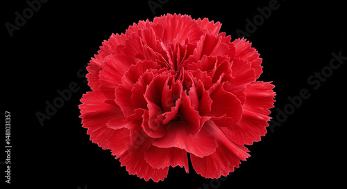 Another close-up of a red carnation.
