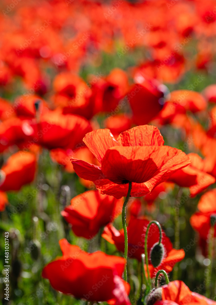 Fototapeta premium Mak polny (Papaver rhoeas L.)