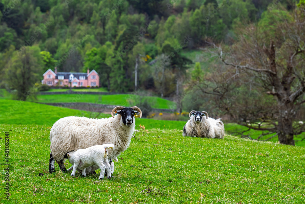 Fototapeta premium Sheep, West Highlands Farms, Scotland, UK