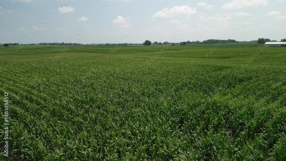 Rise up out of a summer corn field in the most perfect of summer days full of fluffy cumulus clouds.