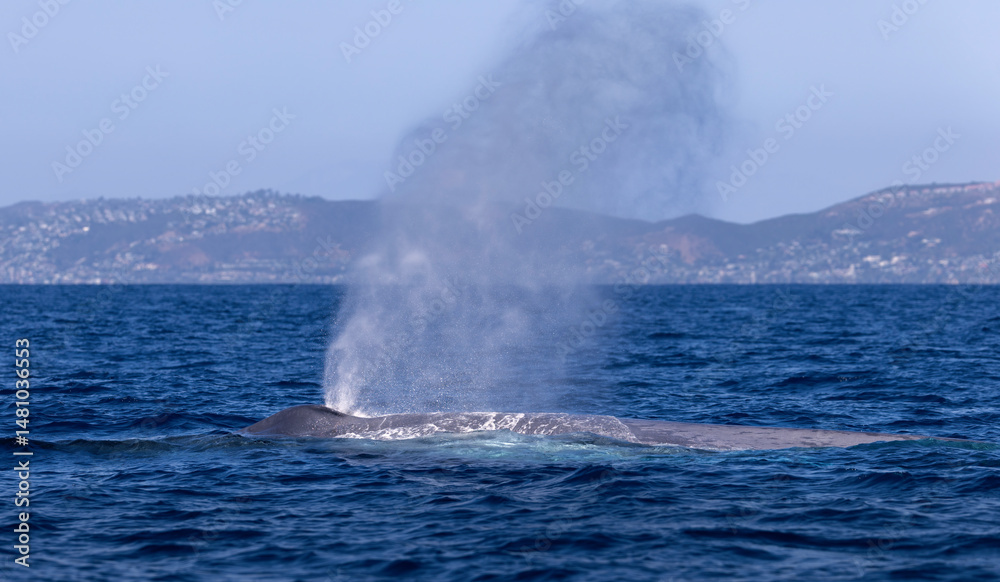 Naklejka premium blue whale, Dana Point, California 