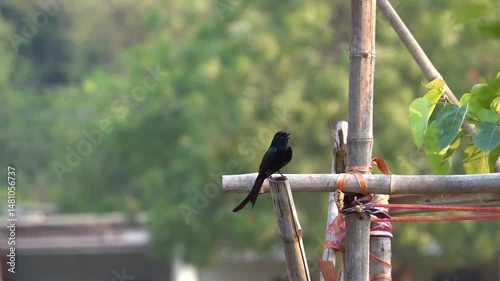 The black drongo bird in urban environment