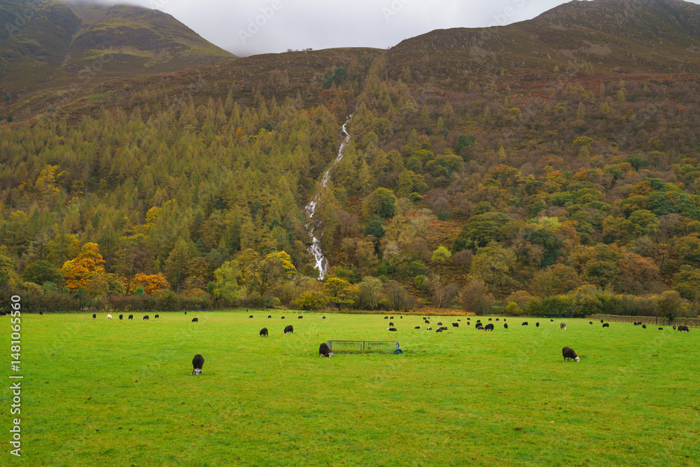 Sheeps in a meadow on green grass. Buttermere valley in Lake District. England