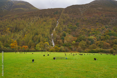 Obraz na płótnie Sheeps in a meadow on green grass. Buttermere valley in Lake District. England w salonie