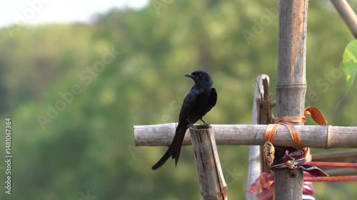 The black drongo bird in urban environment